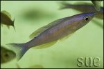 Cyprichromis leptosoma Kekese Blue