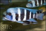 Cyphotilapia gibberosa Mpimbwe