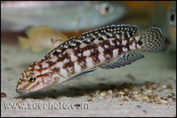 Julidochromis marlieri Kala