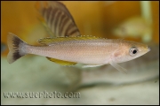 Cyprichromis leptosoma Komakonde