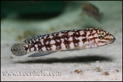 Julidochromis marlieri Kala