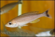 Cyprichromis leptosoma Komakonde