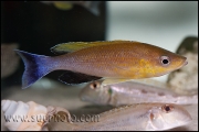 Cyprichromis sp. "Leptosoma Jumbo" Chaitika