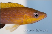 Cyprichromis sp. "Leptosoma Jumbo" Chaitika