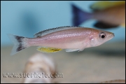 Cyprichromis sp. "Leptosoma Jumbo" Chaitika