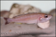 Cyprichromis sp. "Leptosoma Jumbo" Chaitika