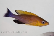 Cyprichromis sp. "Leptosoma Jumbo" Chaitika