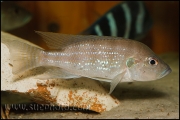 Greenwoodochromis chrysti