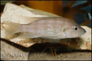 Greenwoodochromis chrysti