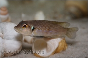 Lamprologus ocellatus Gold Isanga