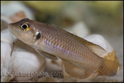 Lamprologus ocellatus Gold Isanga