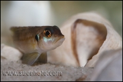 Lamprologus ocellatus Gold Isanga