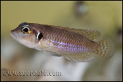 Lamprologus ocellatus Gold Isanga