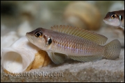 Lamprologus ocellatus Gold Isanga