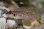 Lamprologus ocellatus Gold Isanga