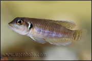 Lamprologus ocellatus Gold Isanga