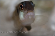 Lamprologus ocellatus Gold Isanga