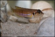 Lamprologus ocellatus Gold Isanga