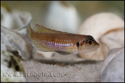 Lamprologus ocellatus Gold Isanga