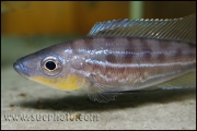 Benthochromis sp. horii Gombe