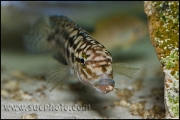 Julidochromis marlieri Kala