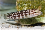 Julidochromis marlieri Kala