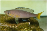 Cyprichromis leptosoma Komakonde