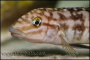 Julidochromis marlieri Kala