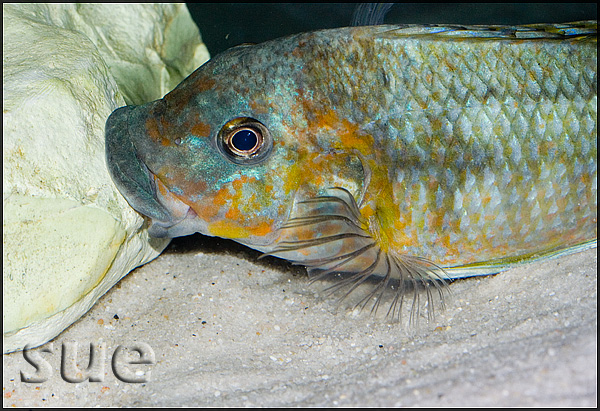 Petrochromis sp. Kasumbe