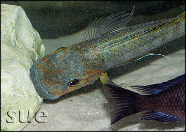 Petrochromis sp. Kasumbe