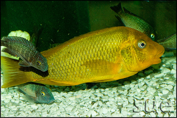 Petrochromis sp. Moshi Yellow
