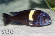 Tropheus cf. duboisi Kigoma