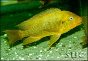 Petrochromis sp. Moshi Yellow