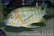 Petrochromis sp. Kasumbe