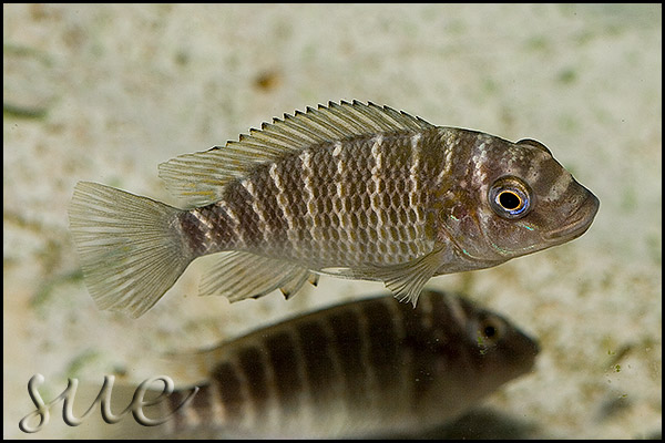 Petrochromis famula Gold