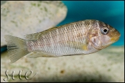 Petrochromis famula Gold