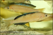Cyprichromis microlepidotus Bulu Point