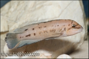 Chalinochromis sp. "Ndobhoi" Bulu Point