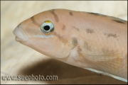 Chalinochromis sp. "Ndobhoi" Bulu Point