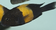 Tropheus sp. Kiriza