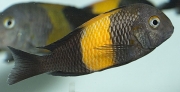 Tropheus sp. Kiriza