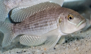 Neolamprologus callipterus