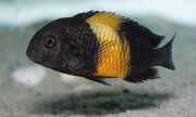 Tropheus sp. Kiriza