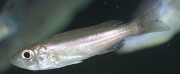 Bentochromis tricoti