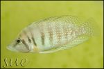 Altolamprologus calvus Yellow