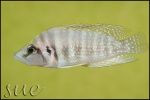 Altolamprologus calvus Yellow