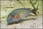 Tropheus sp. Chaitika