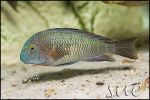 Tropheus sp. Chaitika