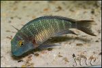 Tropheus sp. Chaitika