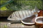 Gnathochromis pfefferi